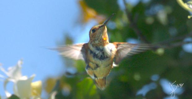 	HummingbirdPearlPoster_Sig_WEB.jpg	