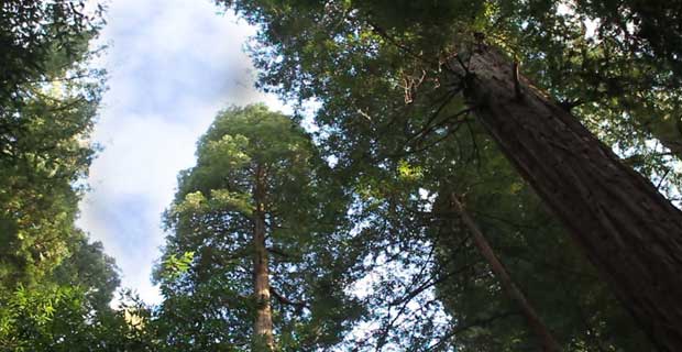 Sky&Trees-Redwoods.jpg