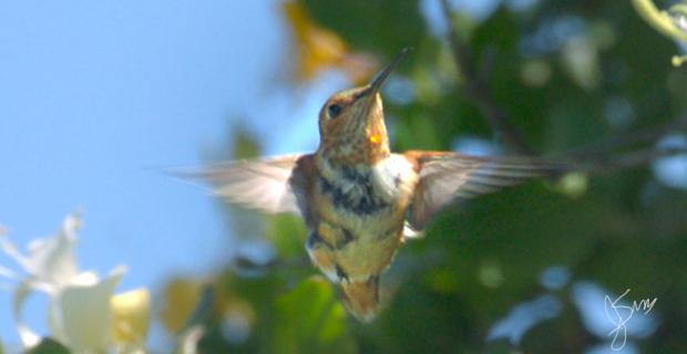 HummingbirdPearlPoster_Sig_WEB.jpg