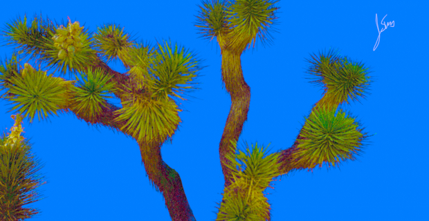 JoshuaTree_Sig_WEB.jpg