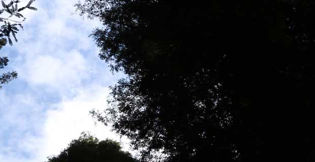 Redwoods-Sky-Clouds.jpg